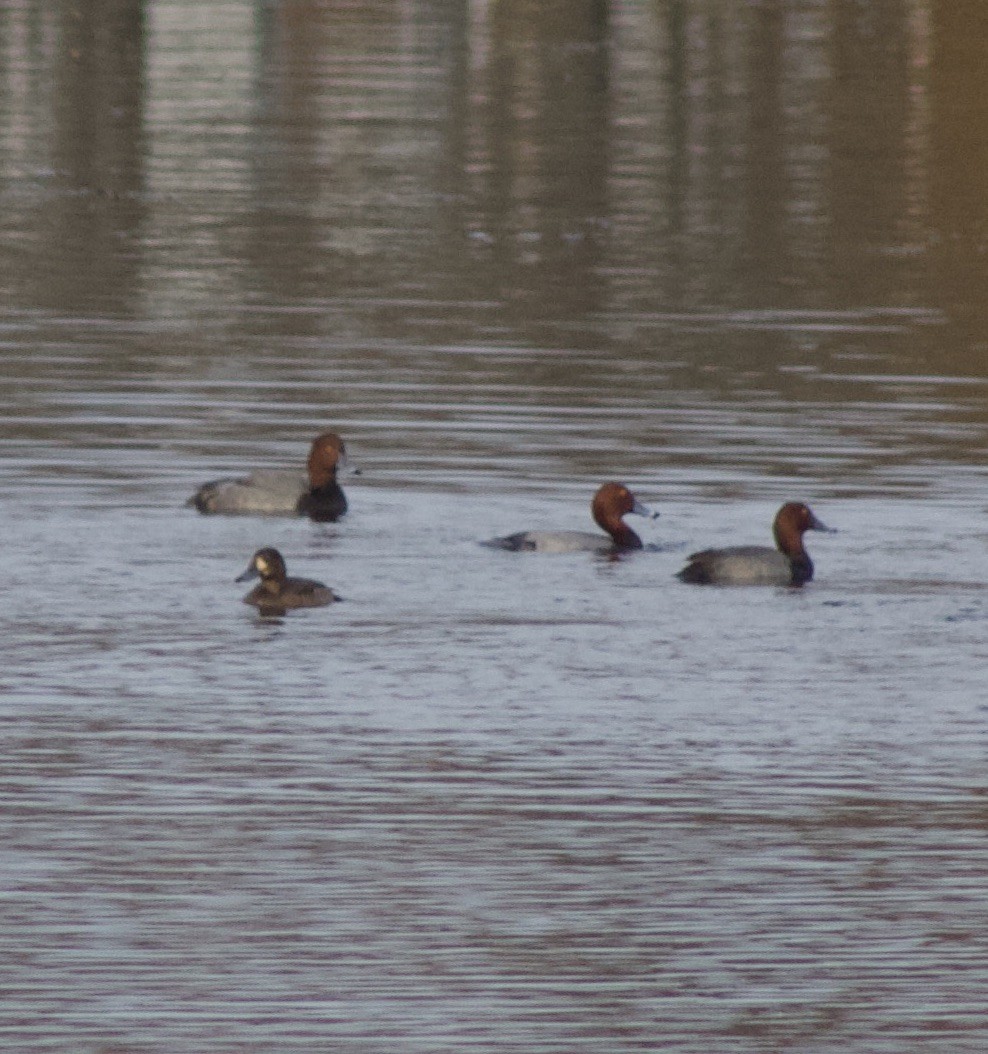 Fuligule à tête rouge - ML644274249
