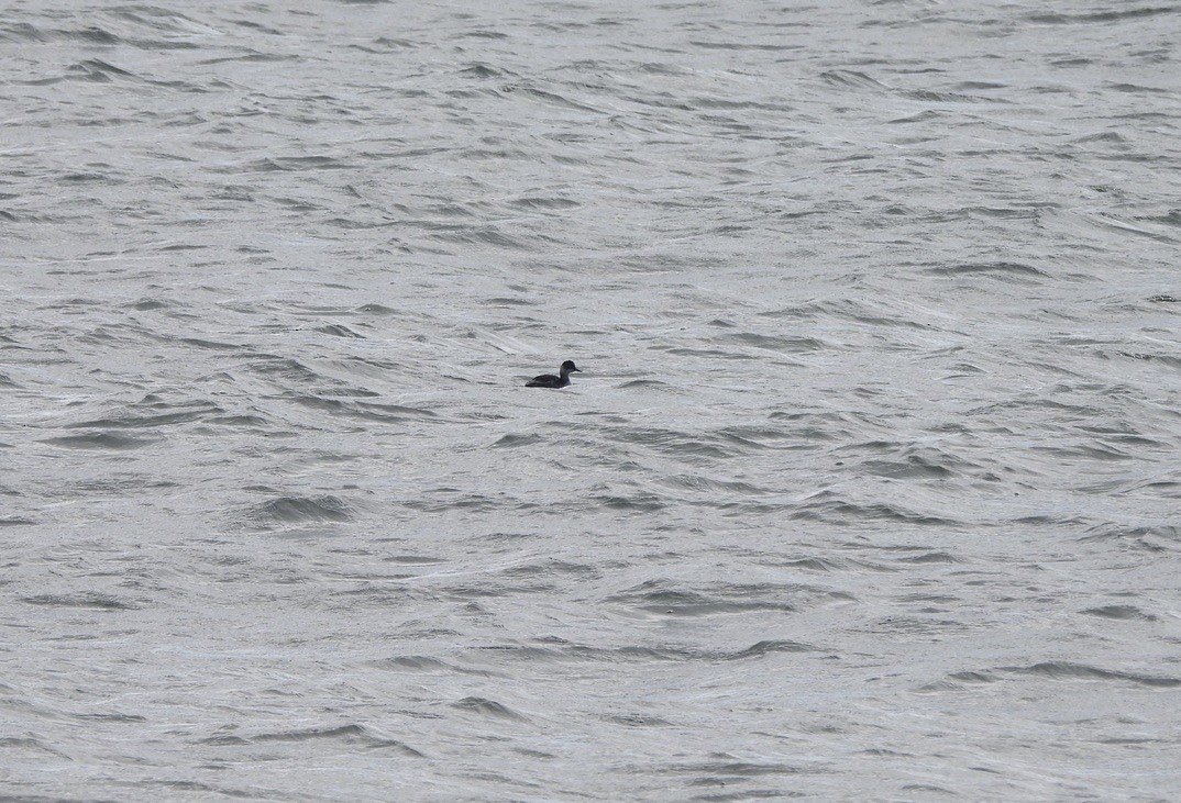 黑頸鸊鷉 - ML644274251