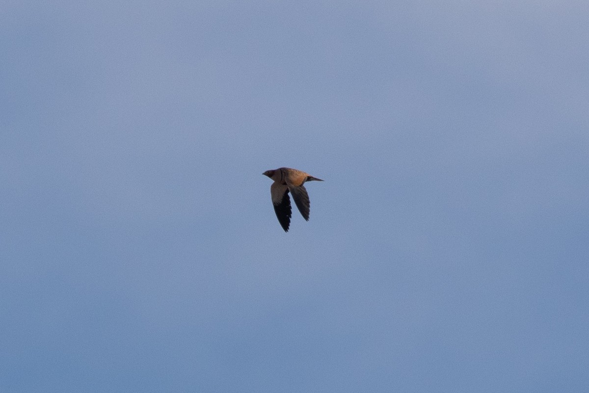 Ganga unibande - ML644274290