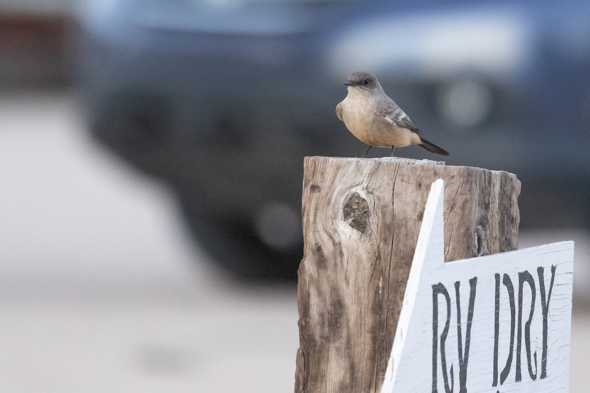 Zimtbauch-Phoebetyrann - ML644274294