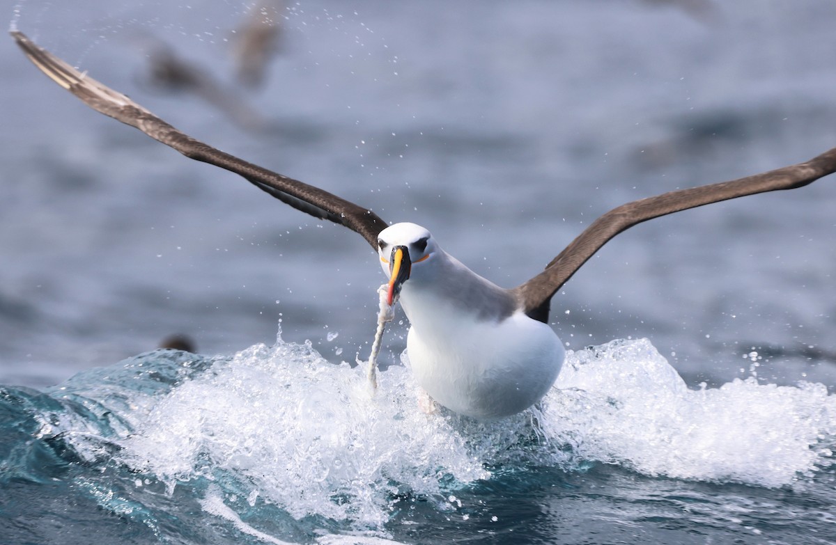 Atlantic Yellow-nosed Albatross - ML644274312