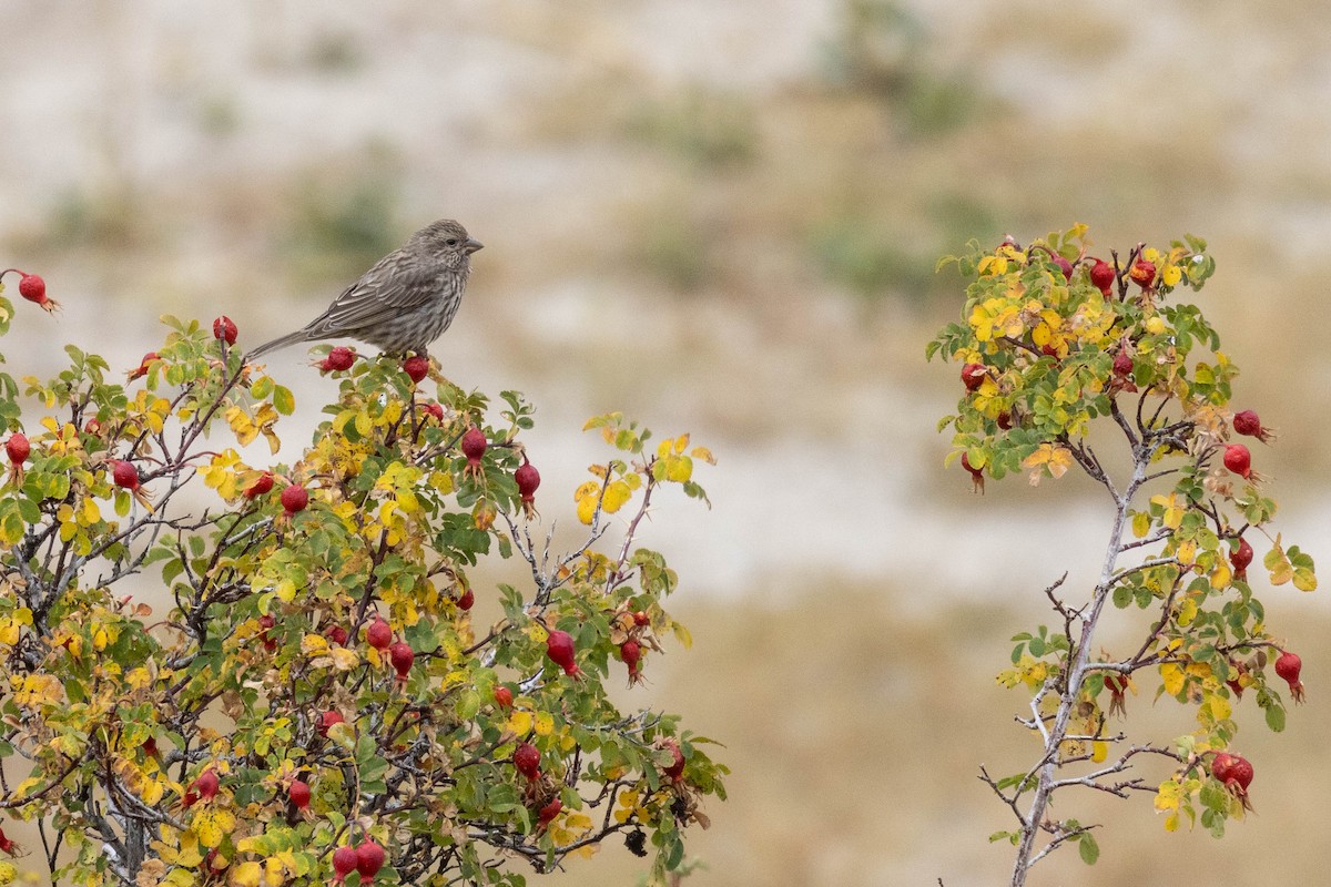ורדית אירופית - ML644274314