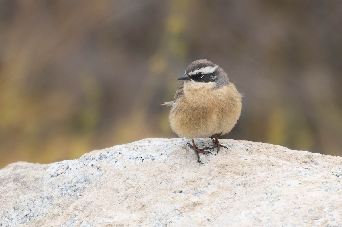 pěvuška hnědavá - ML644274319