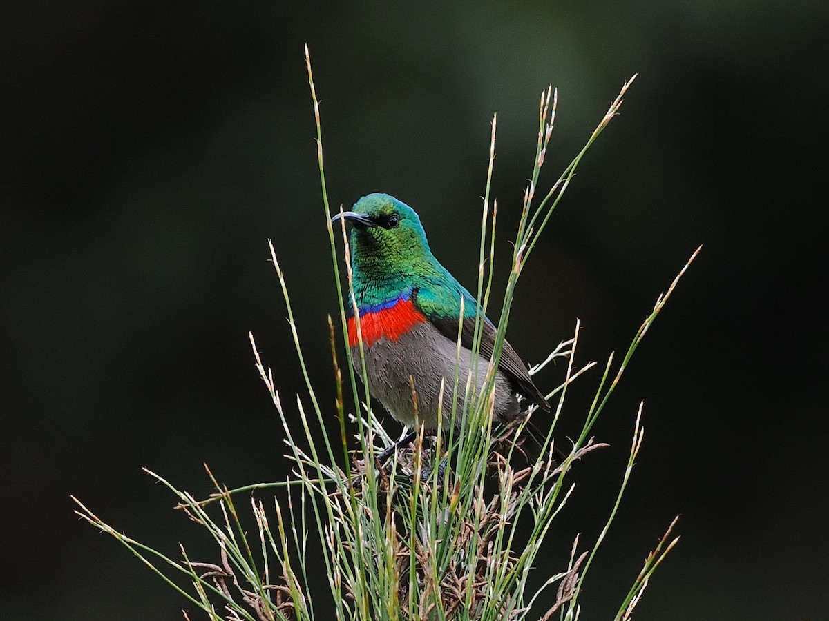 Southern Double-collared Sunbird - ML644274328