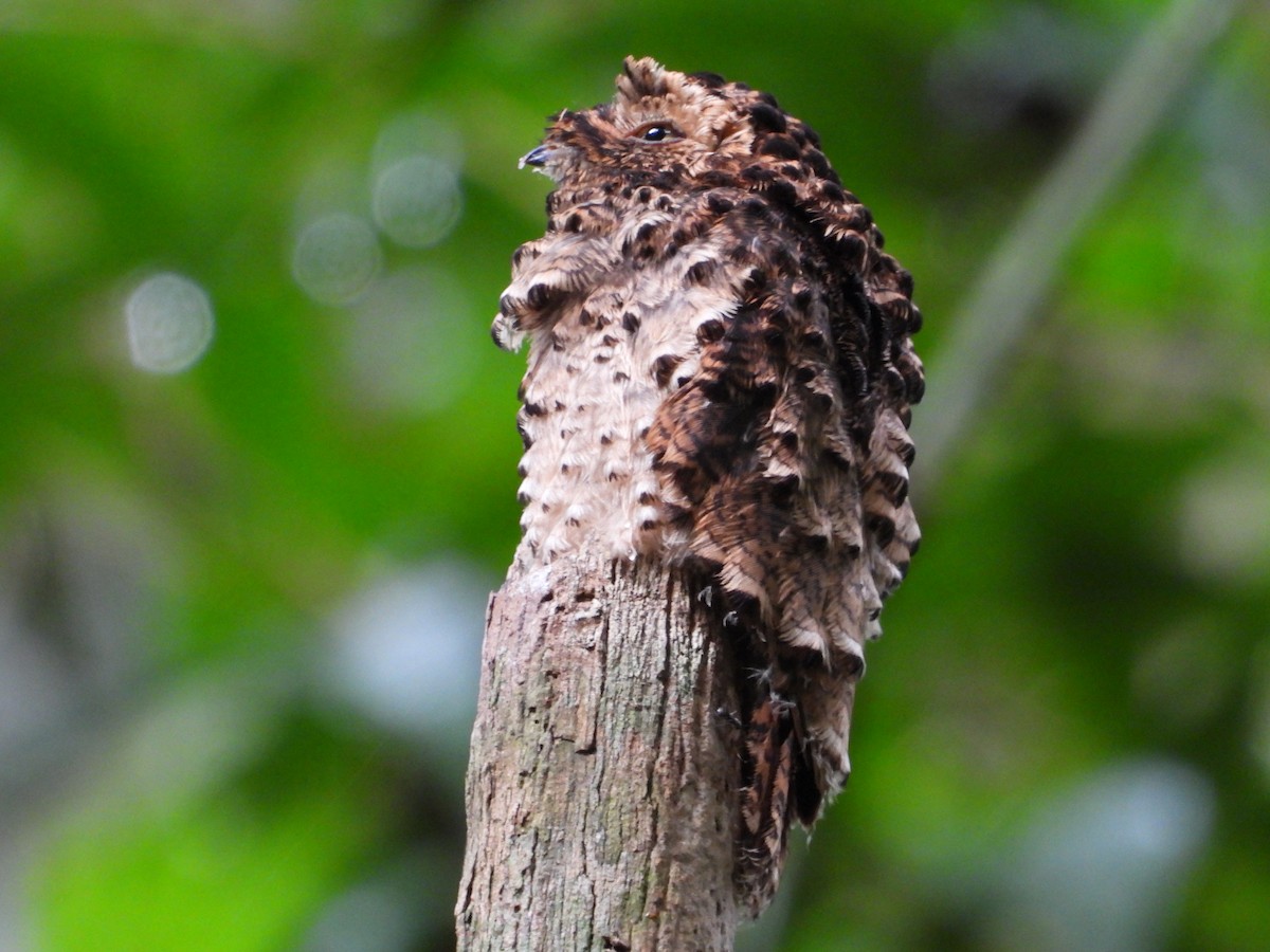 サビイロタチヨタカ - ML644274334