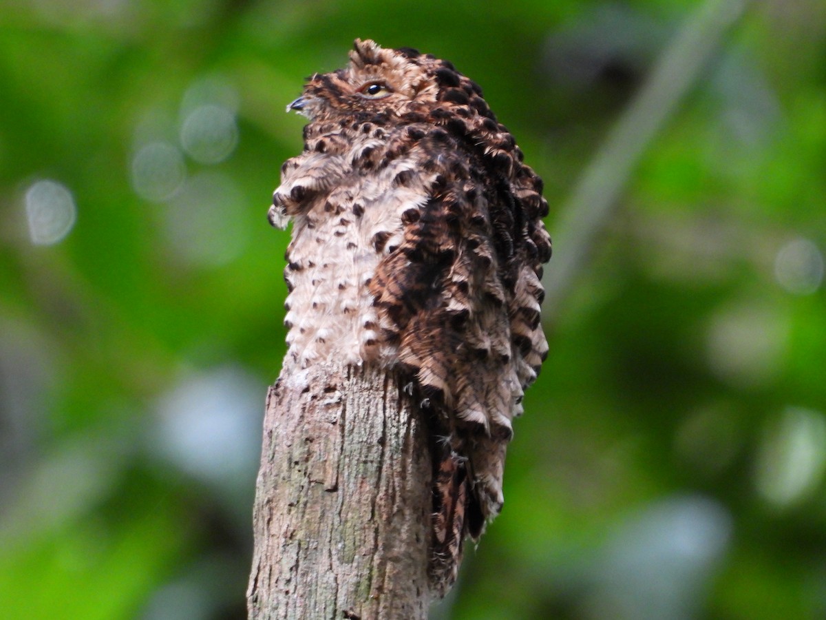 サビイロタチヨタカ - ML644274335