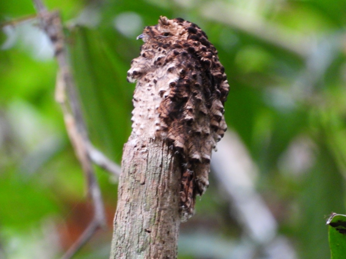 サビイロタチヨタカ - ML644274336