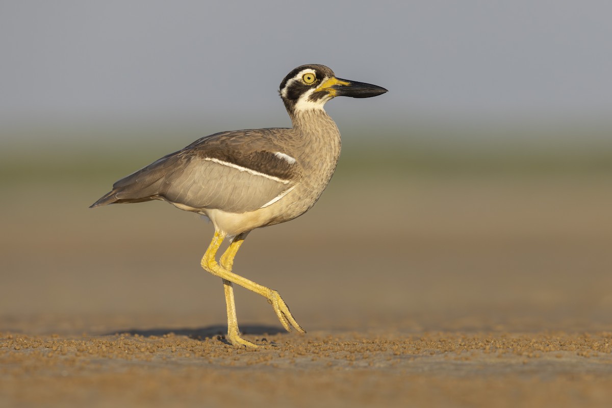 Beach Thick-knee - ML644274344