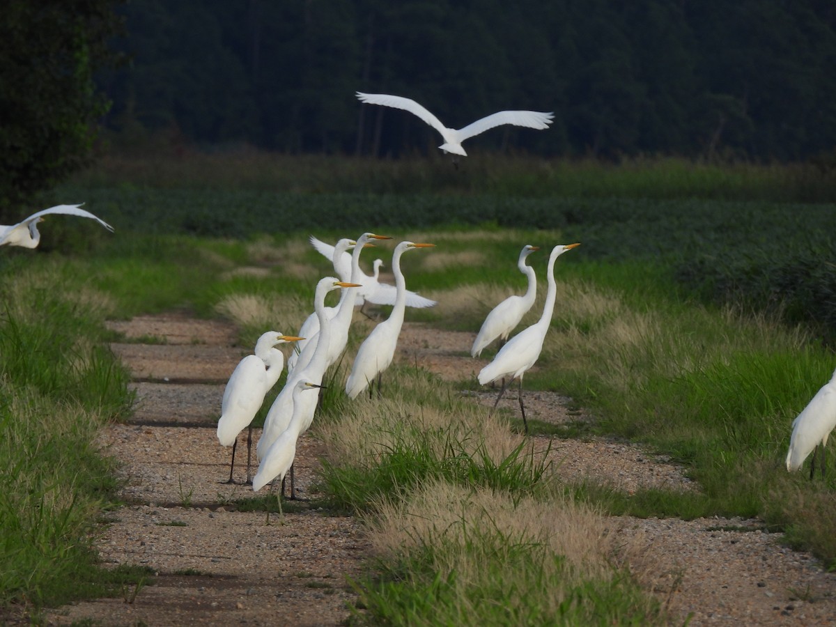 Snowy Egret - ML644274353