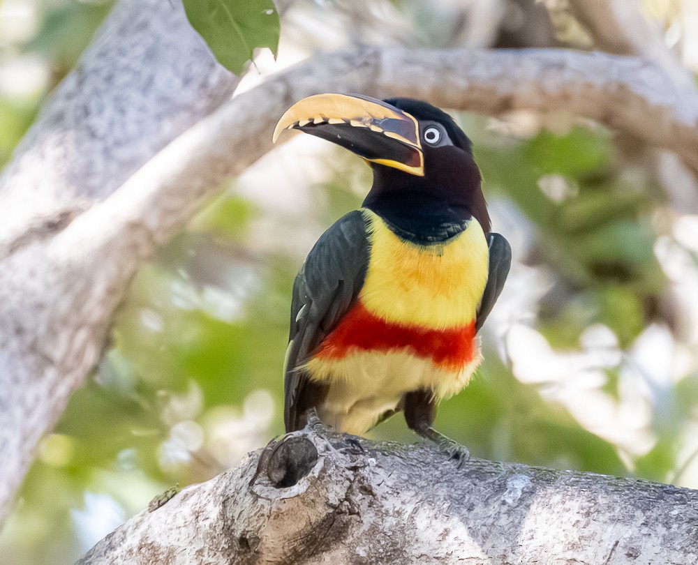 Braunohrarassari - ML644274355