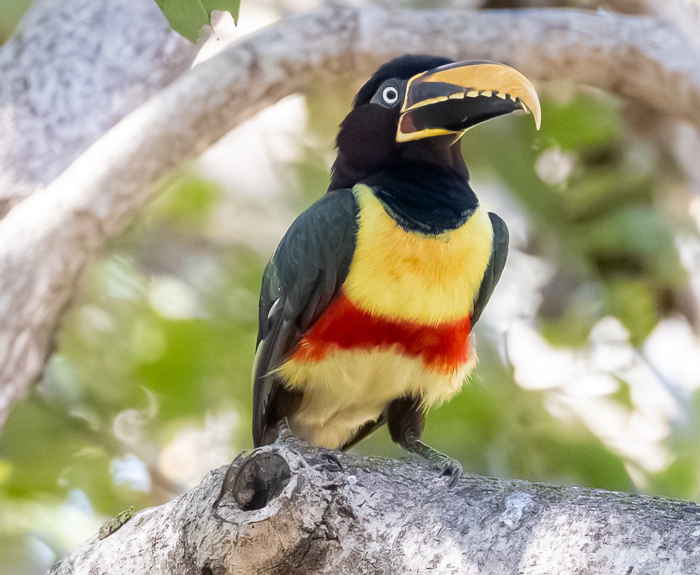 Braunohrarassari - ML644274356