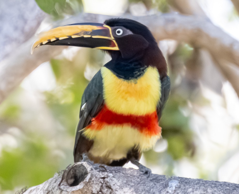 Braunohrarassari - ML644274357