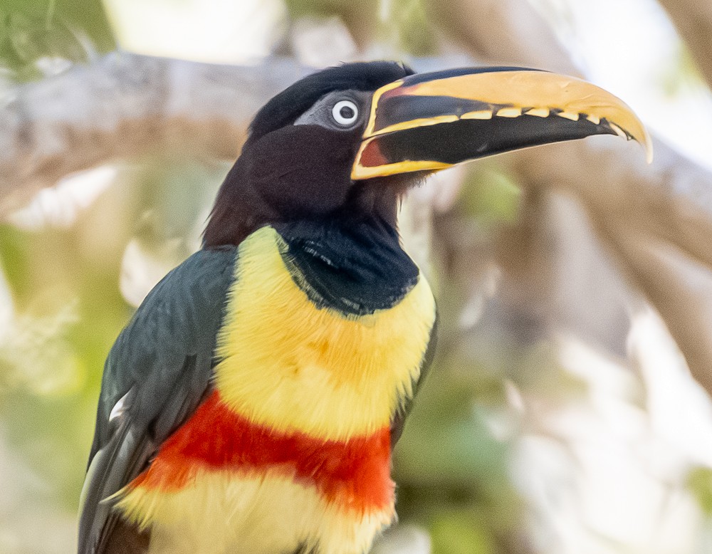 Braunohrarassari - ML644274358