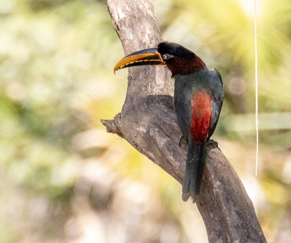 Braunohrarassari - ML644274359