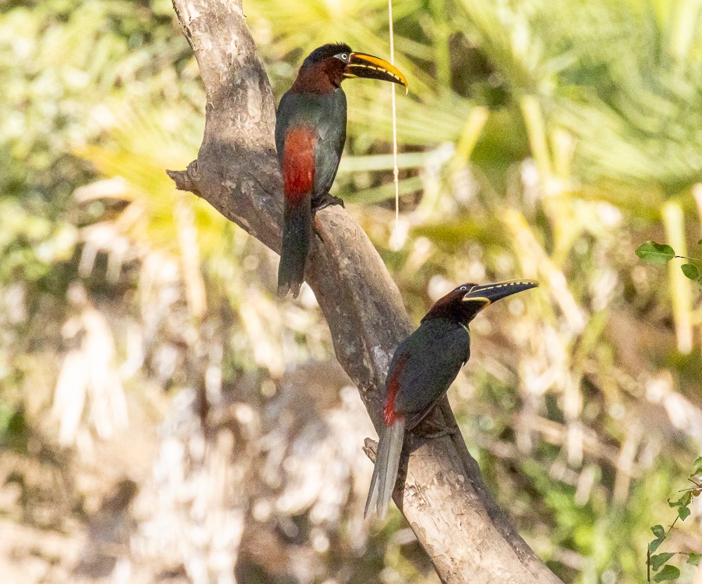 Braunohrarassari - ML644274360