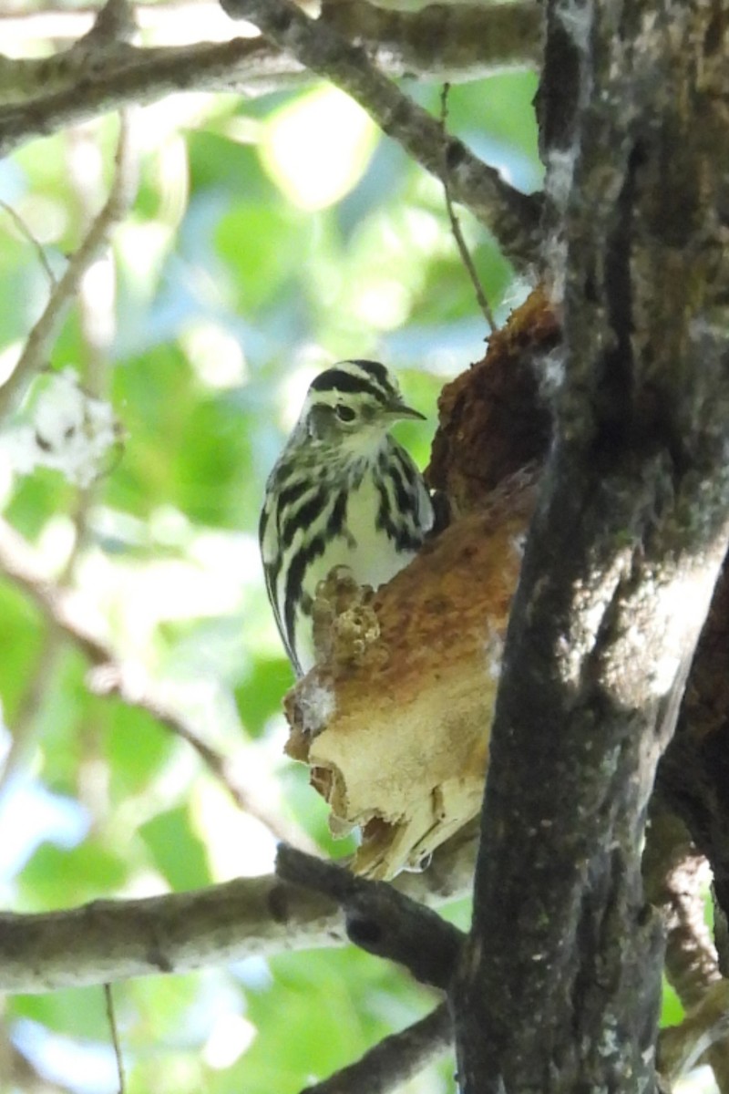 Black-and-white Warbler - ML644274361