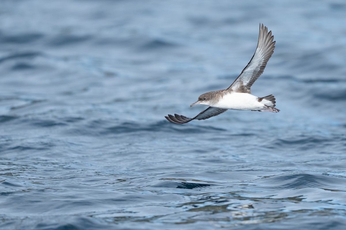 Fluttering Shearwater - ML644274375