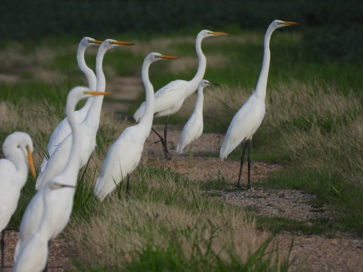 Little Blue Heron - ML644274376