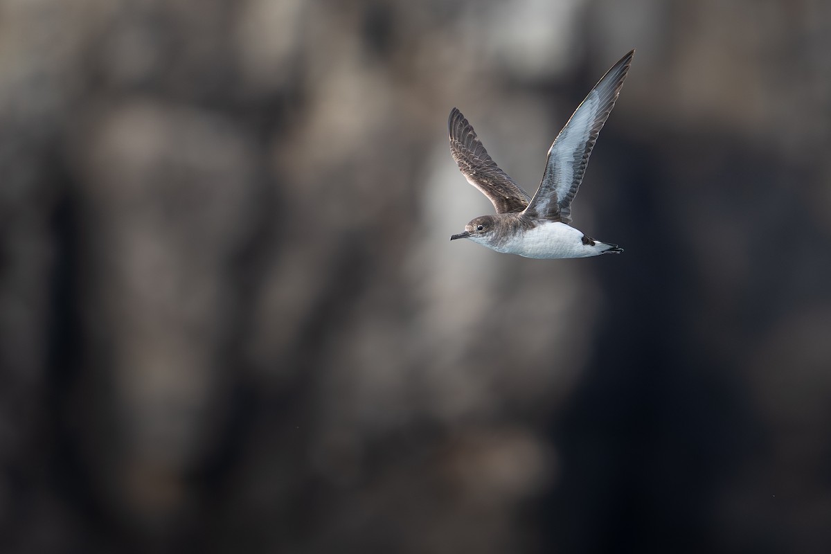 Fluttering Shearwater - ML644274383