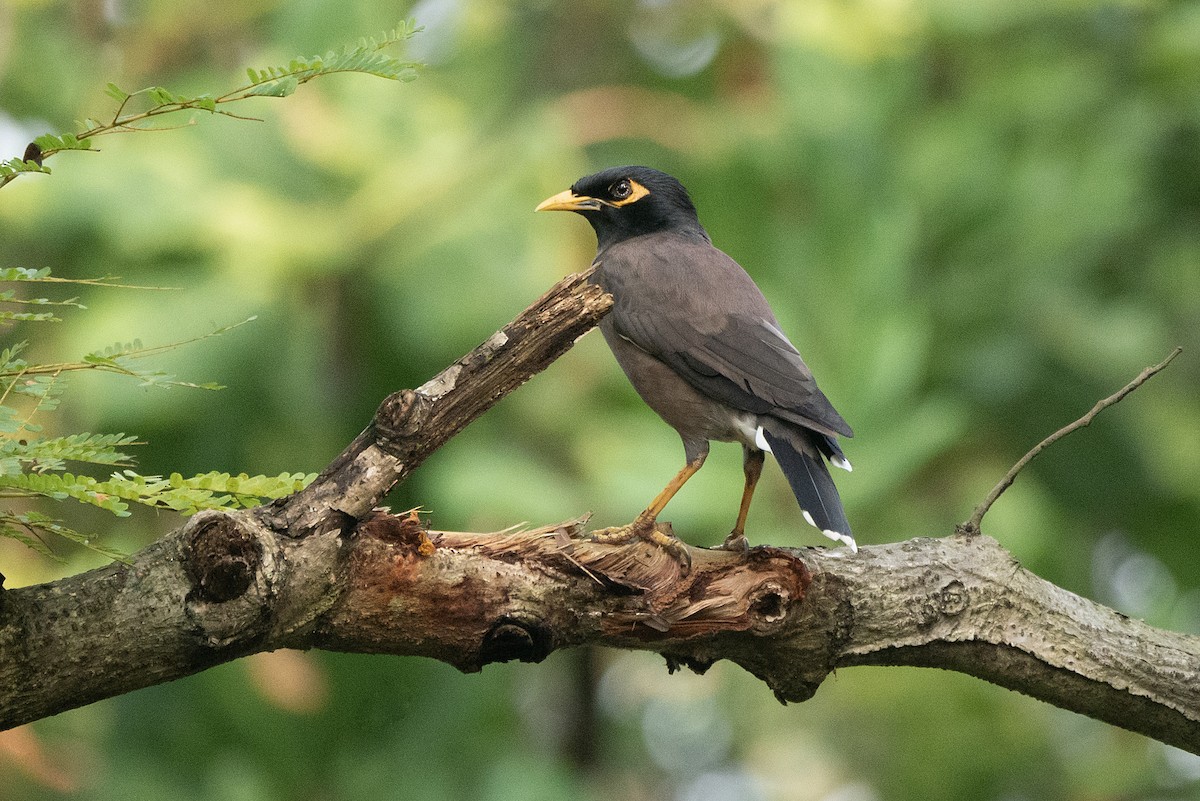 majna obecná - ML644274385