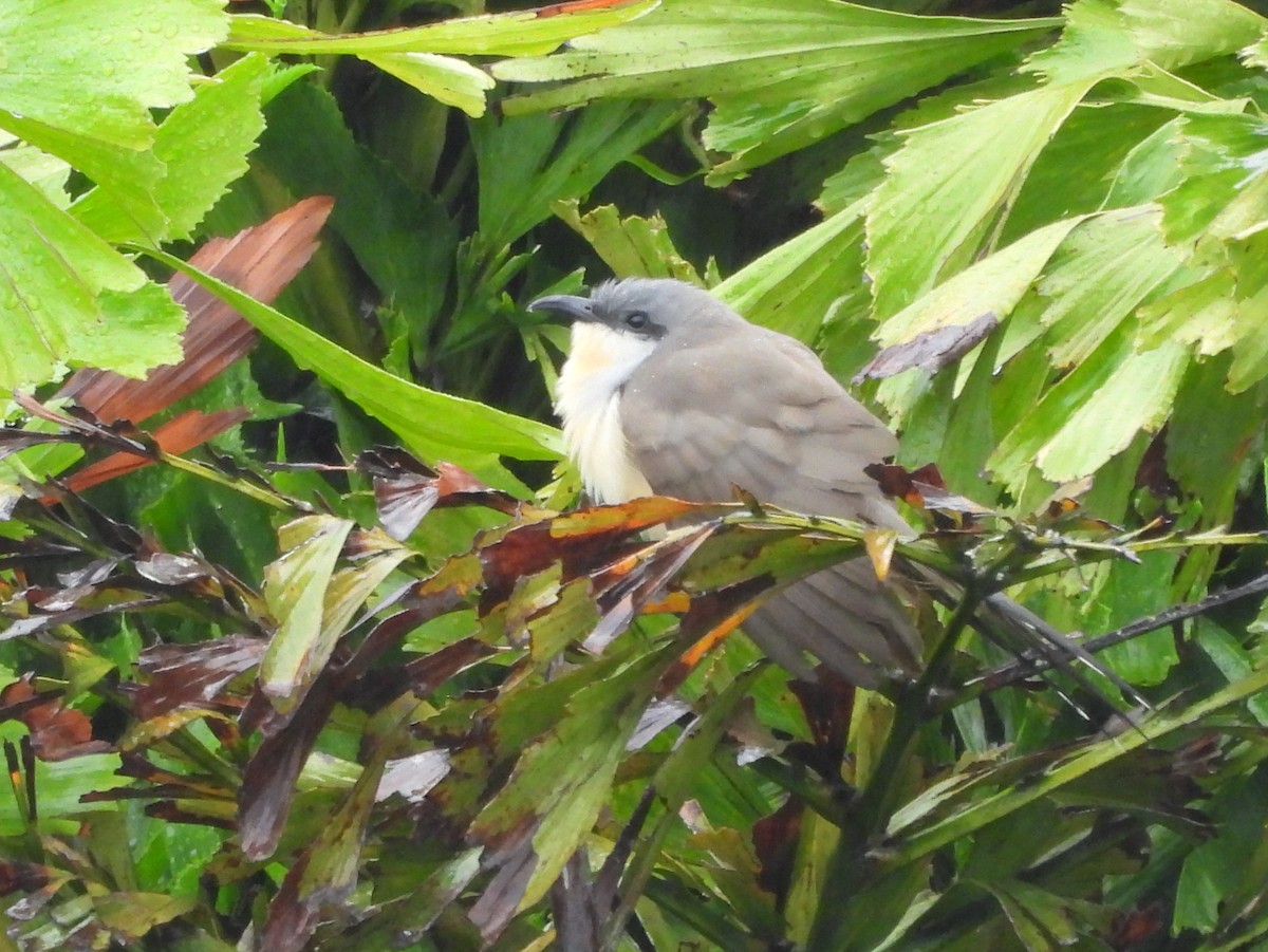 Кукліло бурий - ML644274386