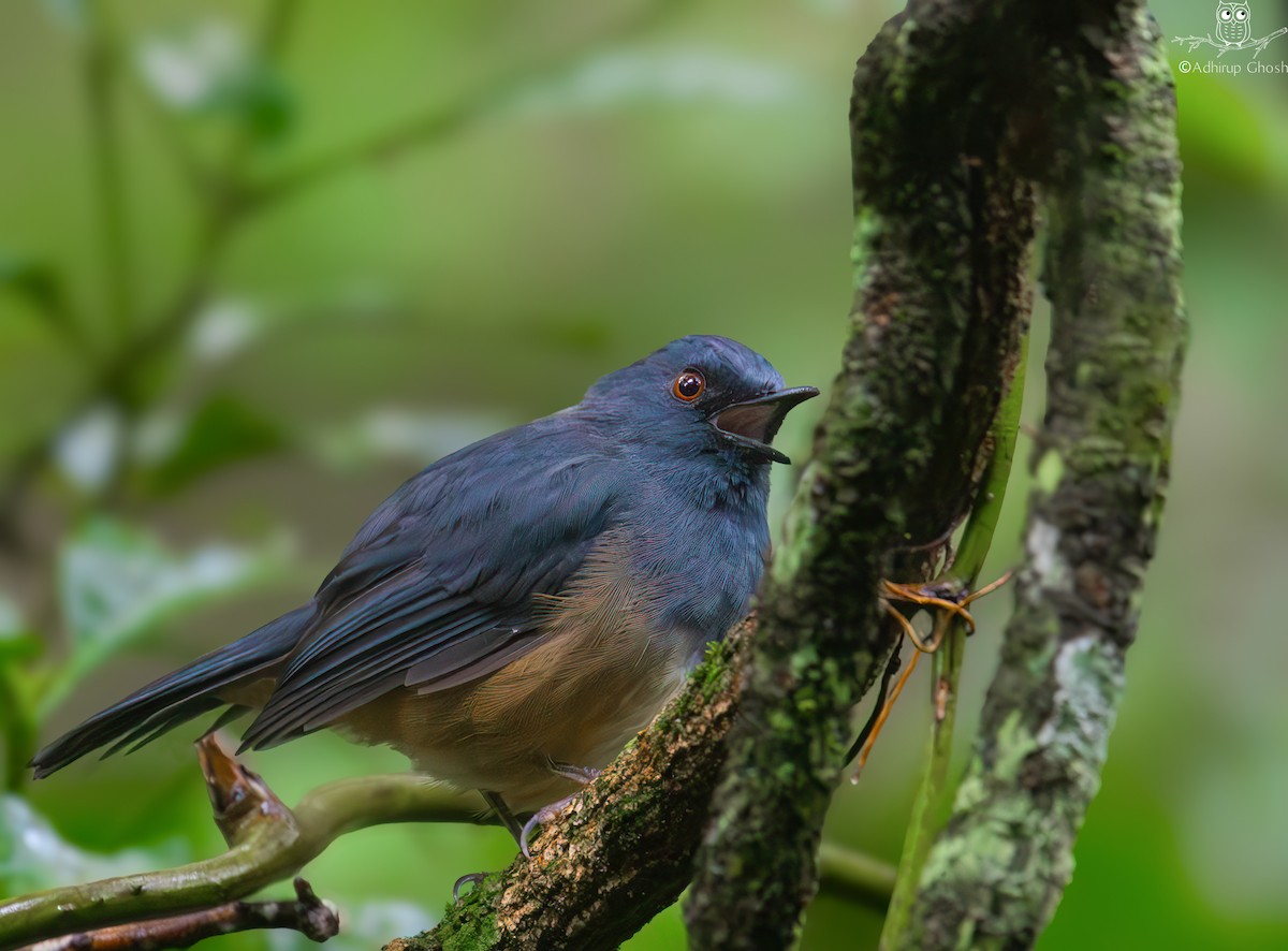 Nilgiri Sholakili - ML644274389