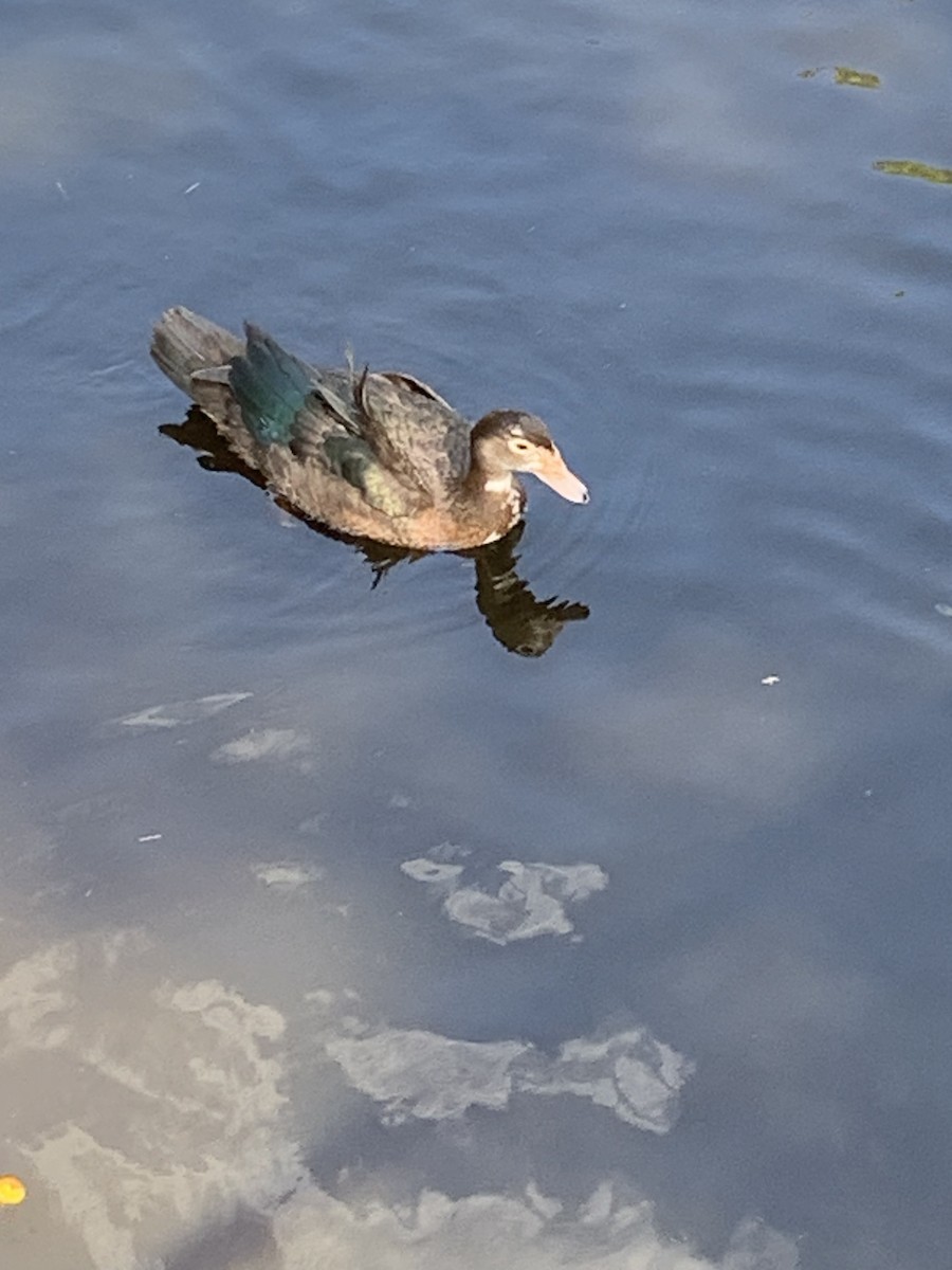 Muscovy Duck (Domestic type) - ML644274397