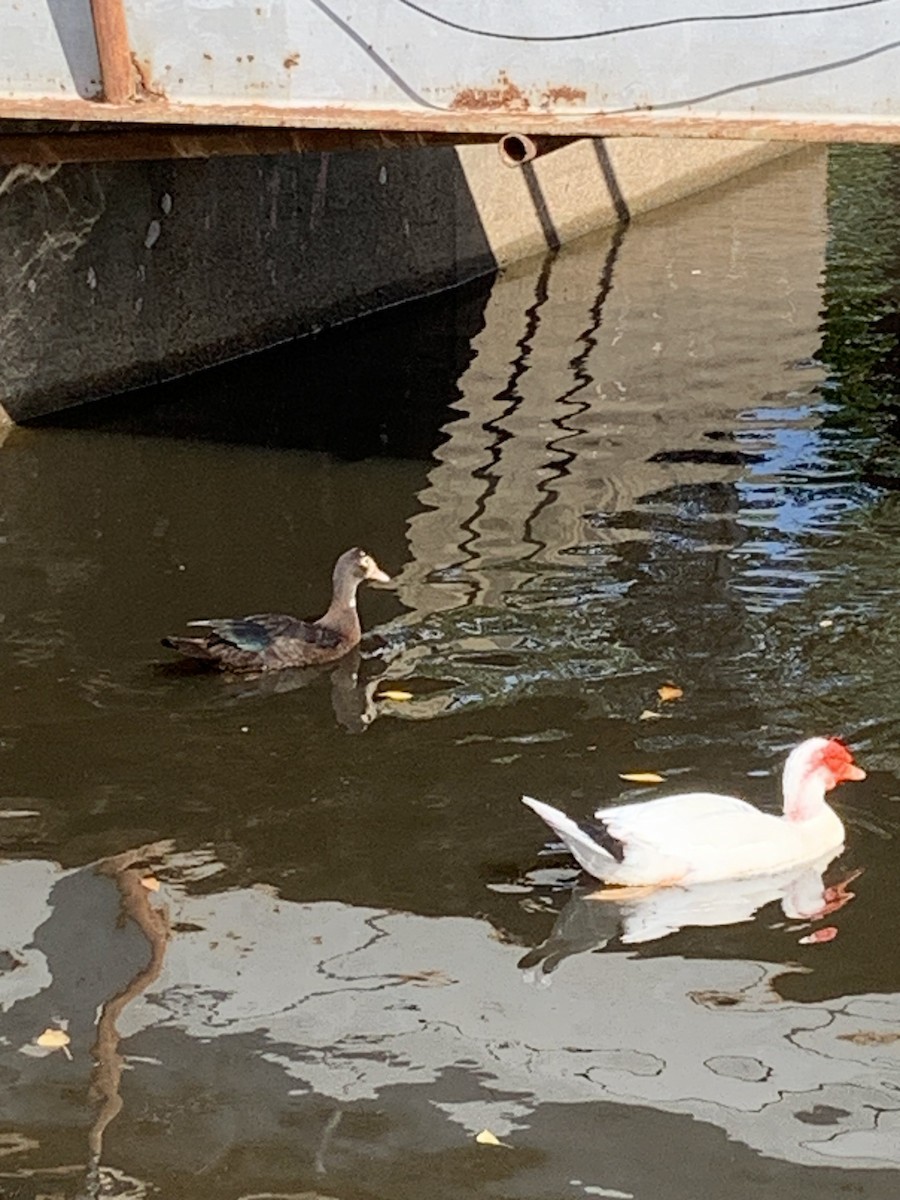 Muscovy Duck (Domestic type) - ML644274398