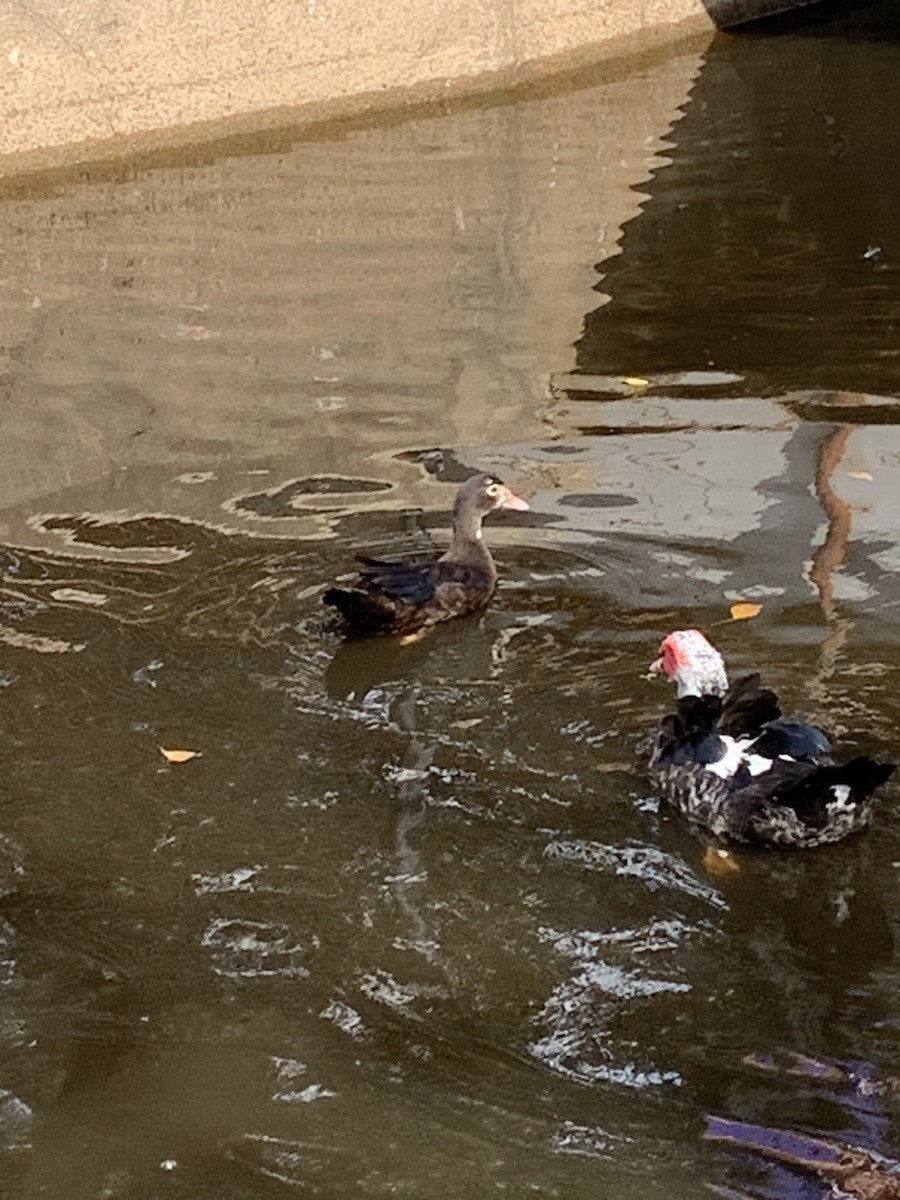 Muscovy Duck (Domestic type) - ML644274399