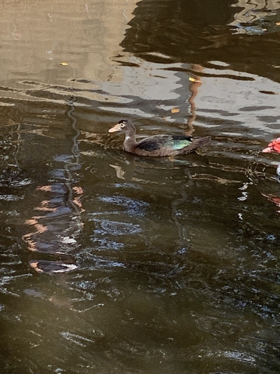 Muscovy Duck (Domestic type) - ML644274400