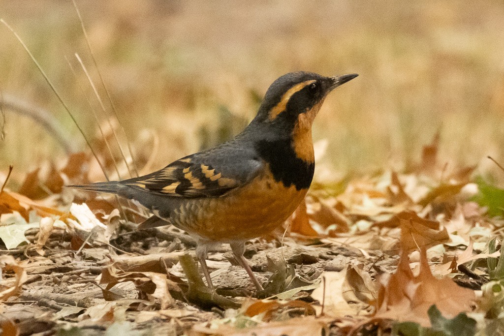 Varied Thrush - ML644274418