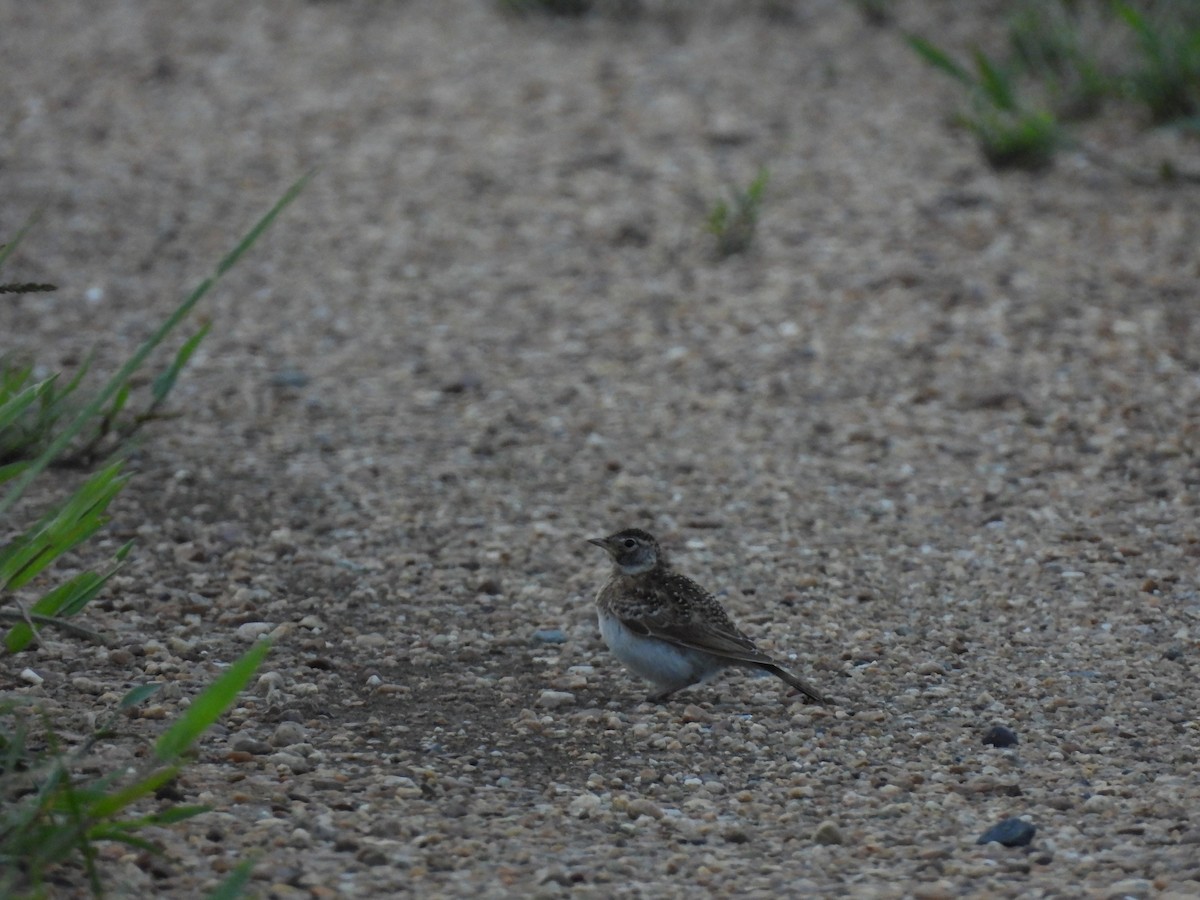 Horned Lark - ML644274448