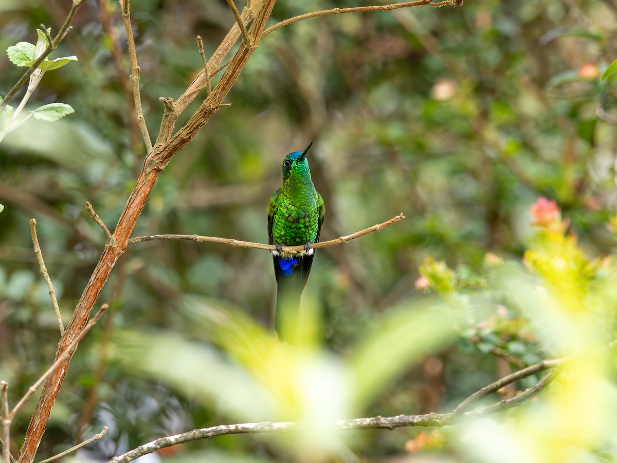 Érione catherine (groupe luciani) - ML644274451