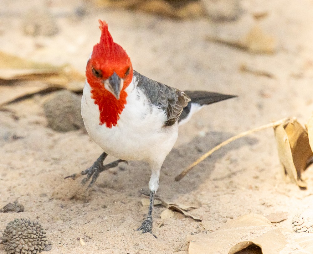 Red-crested Cardinal - ML644274452