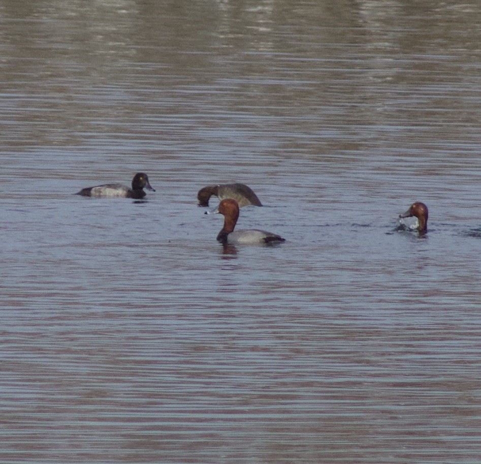 Fuligule à tête rouge - ML644274455