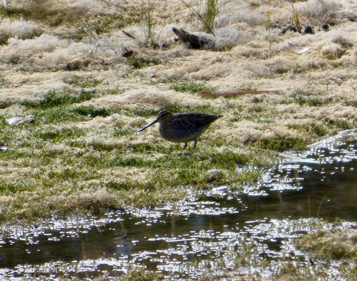 Wilson's Snipe - ML644274476