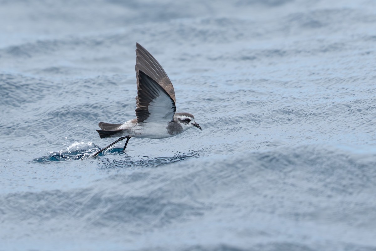 Océanite frégate - ML644274491