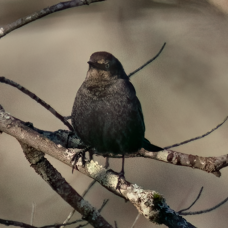 Rusty Blackbird - ML644274495