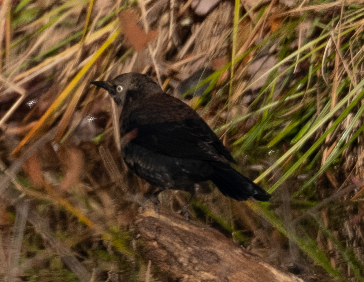 Rusty Blackbird - ML644274496