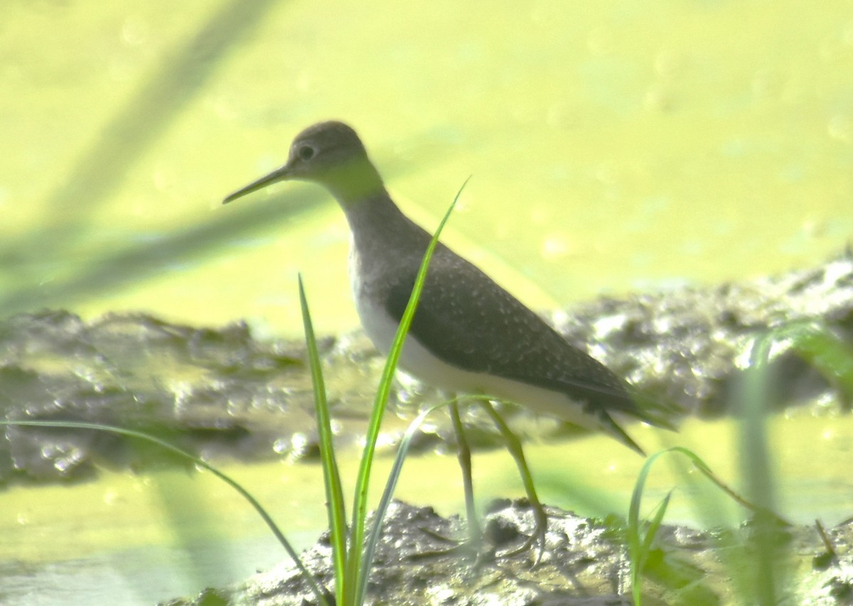 Solitary Sandpiper - ML644274513