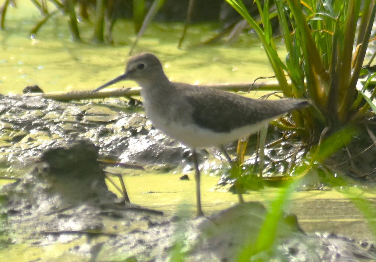Solitary Sandpiper - ML644274514