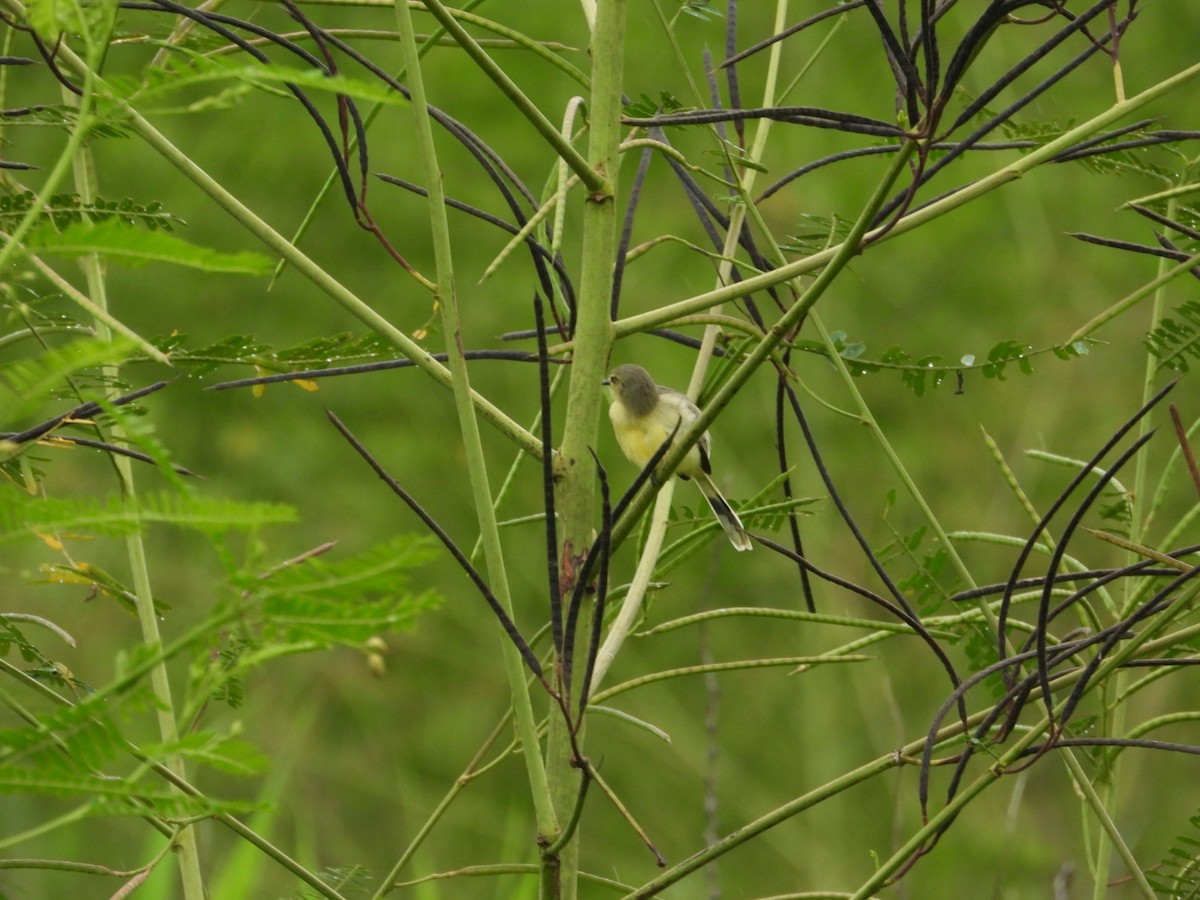 Lesser Wagtail-Tyrant - ML644274522
