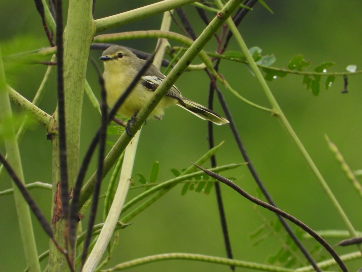Lesser Wagtail-Tyrant - ML644274523