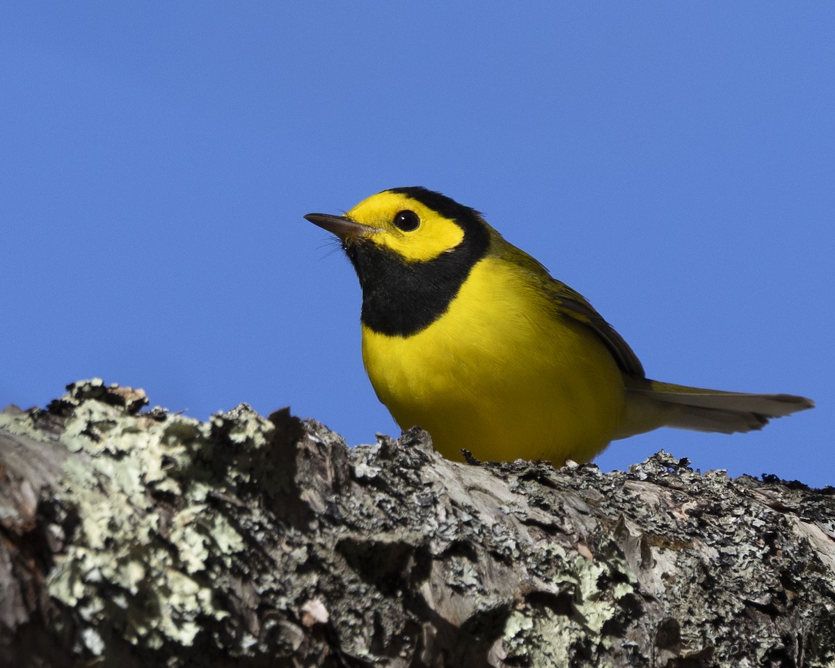 Hooded Warbler - ML644274562