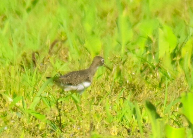 Solitary Sandpiper - ML644274564