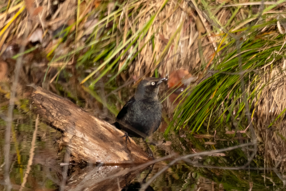 Rusty Blackbird - ML644274565