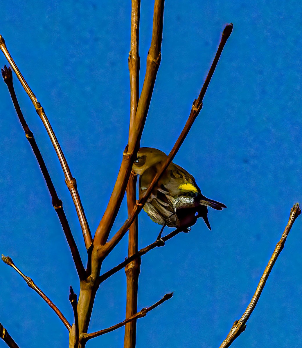Yellow-rumped Warbler - ML644274581