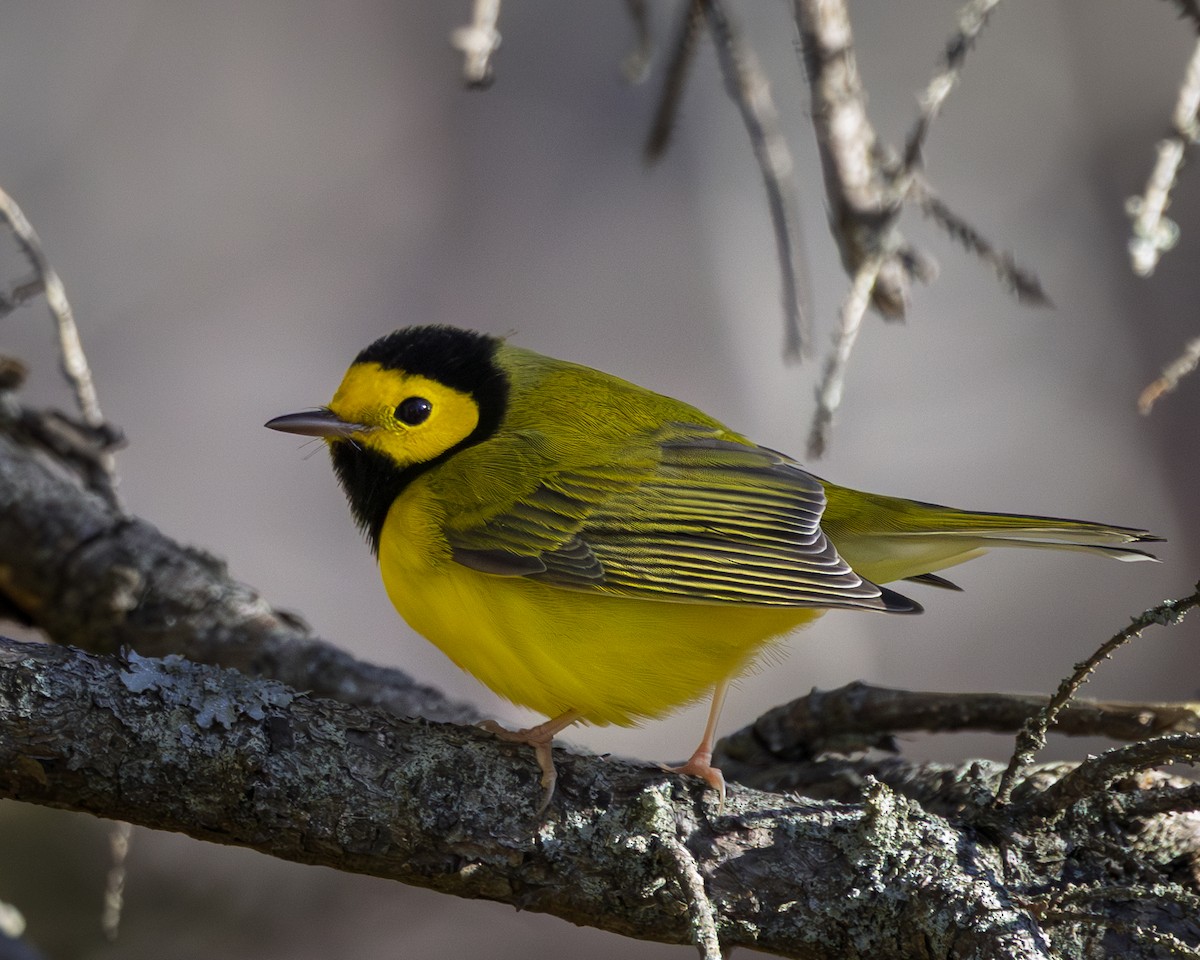 Hooded Warbler - ML644274585