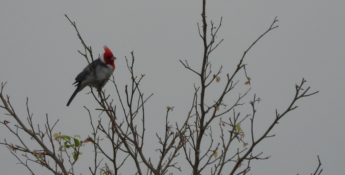 Red-crested Cardinal - ML644274588