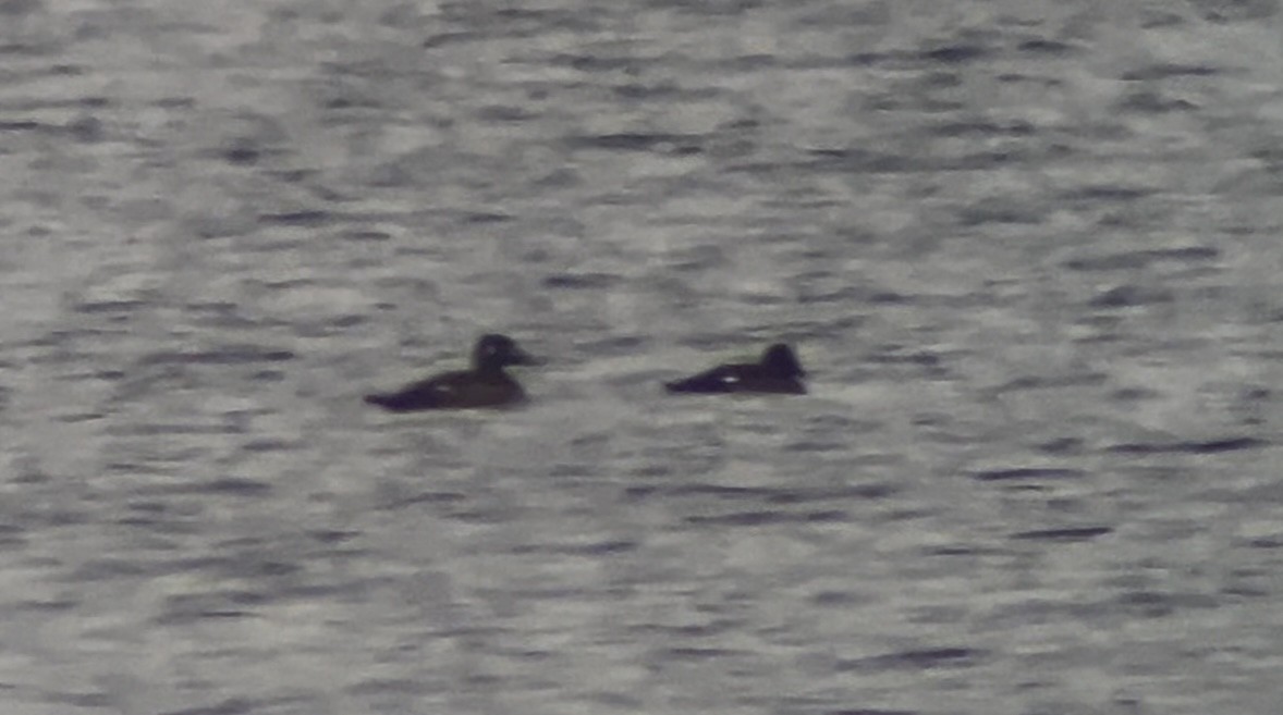 アメリカビロードキンクロ - ML644274610